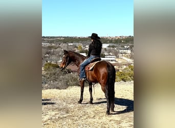 American Quarter Horse, Ruin, 7 Jaar, 152 cm, Roodbruin