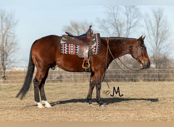 American Quarter Horse, Ruin, 7 Jaar, 152 cm, Roodbruin