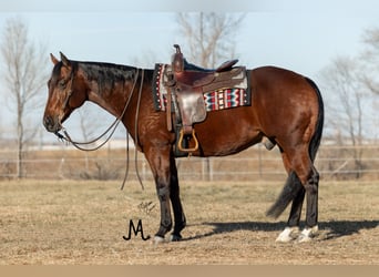 American Quarter Horse, Ruin, 7 Jaar, 152 cm, Roodbruin