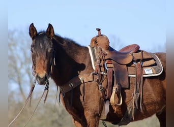 American Quarter Horse, Ruin, 7 Jaar, 152 cm, Roodbruin