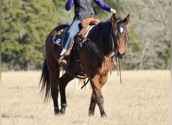 American Quarter Horse, Ruin, 7 Jaar, 152 cm, Roodbruin