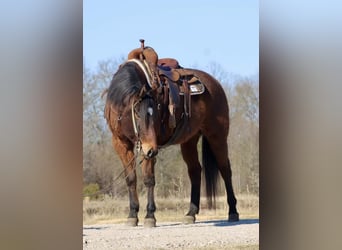 American Quarter Horse, Ruin, 7 Jaar, 152 cm, Roodbruin