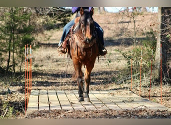 American Quarter Horse, Ruin, 7 Jaar, 152 cm, Roodbruin