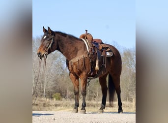 American Quarter Horse, Ruin, 7 Jaar, 152 cm, Roodbruin