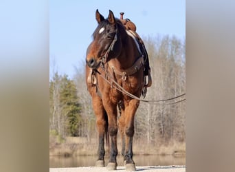 American Quarter Horse, Ruin, 7 Jaar, 152 cm, Roodbruin