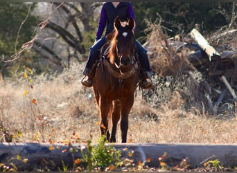 American Quarter Horse, Ruin, 7 Jaar, 152 cm, Roodbruin