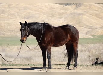 American Quarter Horse, Ruin, 7 Jaar, 152 cm, Roodbruin