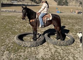 American Quarter Horse, Ruin, 7 Jaar, 152 cm, Roodbruin