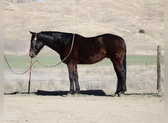 American Quarter Horse, Ruin, 7 Jaar, 152 cm, Roodbruin