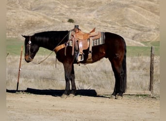 American Quarter Horse, Ruin, 7 Jaar, 152 cm, Roodbruin