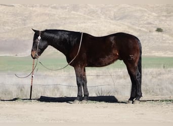 American Quarter Horse, Ruin, 7 Jaar, 152 cm, Roodbruin