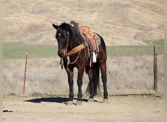 American Quarter Horse, Ruin, 7 Jaar, 152 cm, Roodbruin