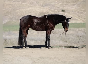 American Quarter Horse, Ruin, 7 Jaar, 152 cm, Roodbruin