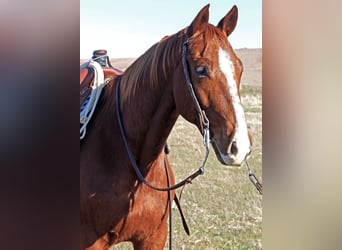 American Quarter Horse, Ruin, 7 Jaar, 152 cm, Roodvos