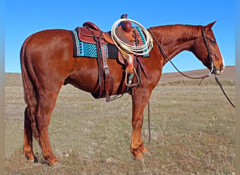 American Quarter Horse, Ruin, 7 Jaar, 152 cm, Roodvos