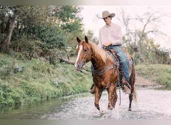 American Quarter Horse, Ruin, 7 Jaar, 152 cm, Roodvos