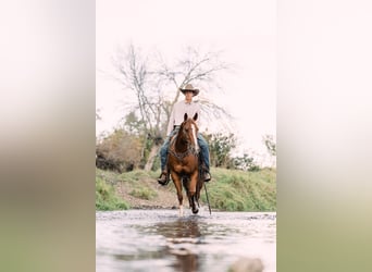 American Quarter Horse, Ruin, 7 Jaar, 152 cm, Roodvos