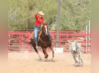 American Quarter Horse, Ruin, 7 Jaar, 152 cm, Roodvos