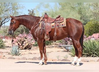 American Quarter Horse, Ruin, 7 Jaar, 152 cm, Roodvos