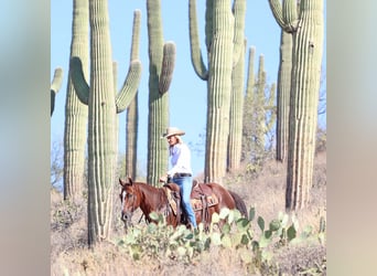 American Quarter Horse, Ruin, 7 Jaar, 152 cm, Roodvos