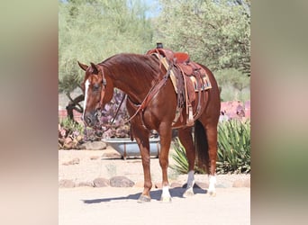 American Quarter Horse, Ruin, 7 Jaar, 152 cm, Roodvos