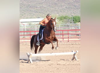 American Quarter Horse, Ruin, 7 Jaar, 152 cm, Roodvos