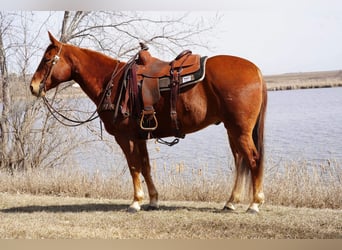 American Quarter Horse, Ruin, 7 Jaar, 152 cm, Roodvos