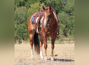 American Quarter Horse, Ruin, 7 Jaar, 152 cm, Roodvos