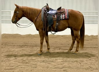 American Quarter Horse, Ruin, 7 Jaar, 152 cm, Roodvos