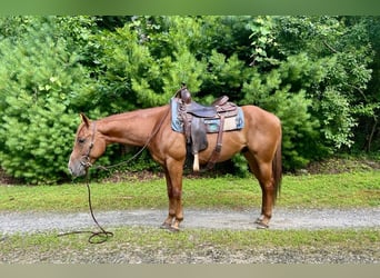 American Quarter Horse, Ruin, 7 Jaar, 152 cm, Roodvos