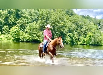 American Quarter Horse, Ruin, 7 Jaar, 152 cm, Roodvos