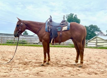American Quarter Horse, Ruin, 7 Jaar, 152 cm, Roodvos
