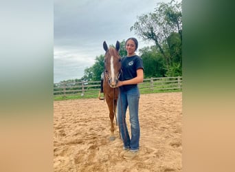 American Quarter Horse, Ruin, 7 Jaar, 152 cm, Roodvos