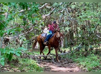 American Quarter Horse, Ruin, 7 Jaar, 152 cm, Roodvos