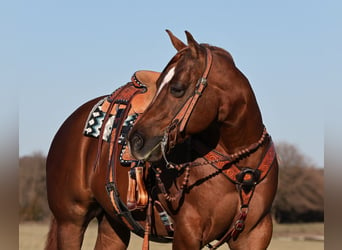 American Quarter Horse, Ruin, 7 Jaar, 152 cm, Roodvos