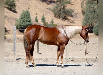 American Quarter Horse, Ruin, 7 Jaar, 152 cm, Roodvos