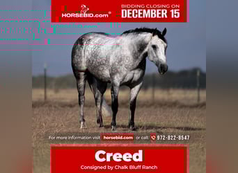 American Quarter Horse, Ruin, 7 Jaar, 152 cm, Schimmel