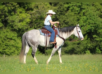 American Quarter Horse, Ruin, 7 Jaar, 152 cm, Schimmel