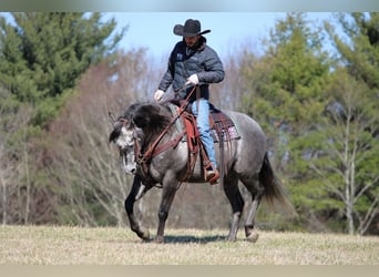 American Quarter Horse, Ruin, 7 Jaar, 152 cm, Schimmel