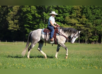 American Quarter Horse, Ruin, 7 Jaar, 152 cm, Schimmel