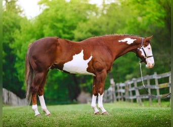 American Quarter Horse, Ruin, 7 Jaar, 152 cm, Tobiano-alle-kleuren