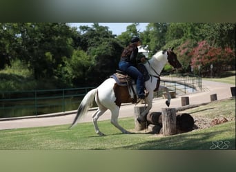 American Quarter Horse, Ruin, 7 Jaar, 152 cm, Tobiano-alle-kleuren