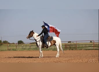 American Quarter Horse, Ruin, 7 Jaar, 152 cm, Tobiano-alle-kleuren