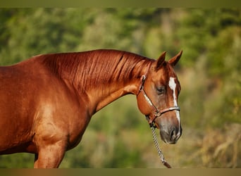 American Quarter Horse, Ruin, 7 Jaar, 152 cm, Vos