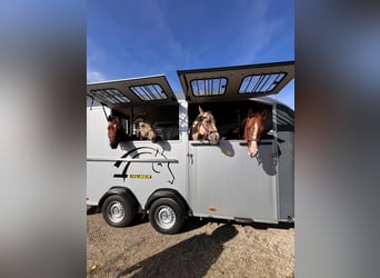 American Quarter Horse, Ruin, 7 Jaar, 152 cm, Vos