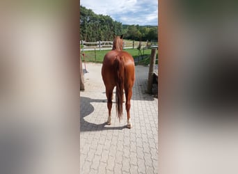 American Quarter Horse, Ruin, 7 Jaar, 152 cm, Vos