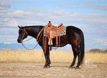 American Quarter Horse, Ruin, 7 Jaar, 152 cm, Zwart