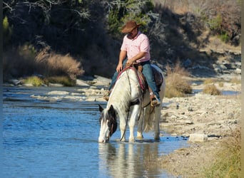 American Quarter Horse, Ruin, 7 Jaar, 152 cm, Zwart