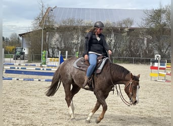 American Quarter Horse, Ruin, 7 Jaar, 153 cm, Roan-Red