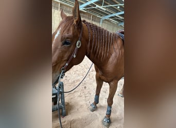 American Quarter Horse, Ruin, 7 Jaar, 153 cm, Vos